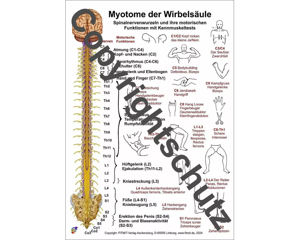 Myotome der Wirbelsäule