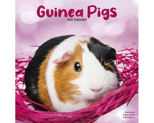 Guinea Pigs Calendar 2026 Square Animal Wall Calendar - 16 Month
