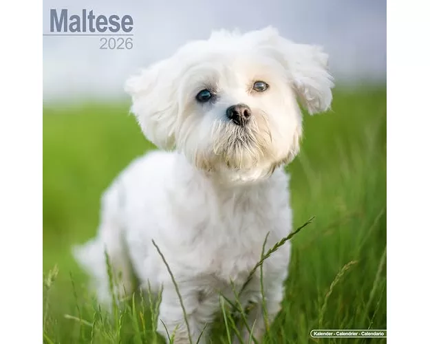 Maltese Calendar 2026 Square Dog Breed Wall Calendar - 16 Month