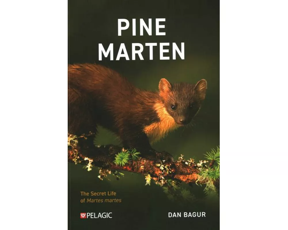 Pine Marten
