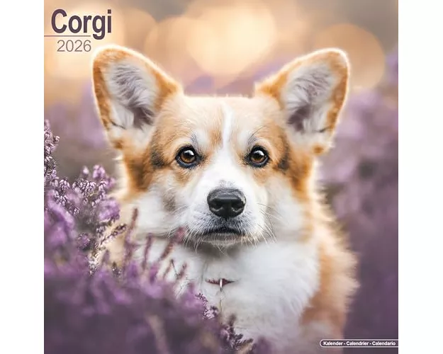 Corgi Calendar 2026 Square Dog Breed Wall Calendar - 16 Month