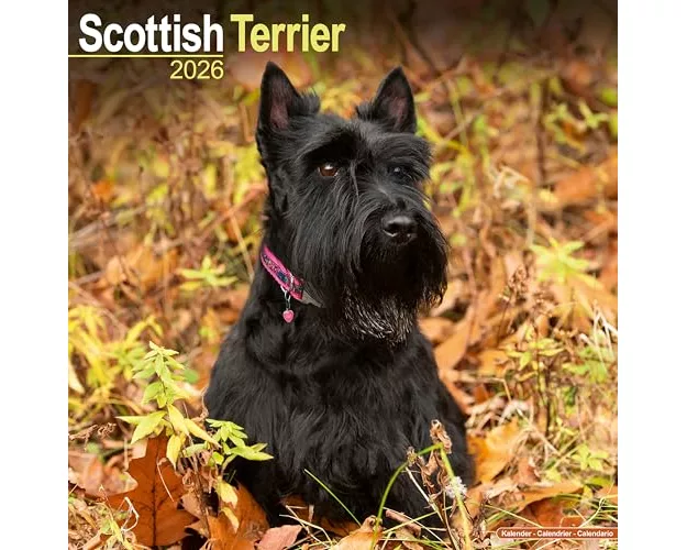 Scottish Terrier Calendar 2026 Square Dog Breed Wall Calendar - 16 Month