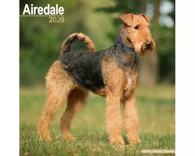 Airdale Calendar 2026 Square Dog Breed Wall Calendar - 16 Month
