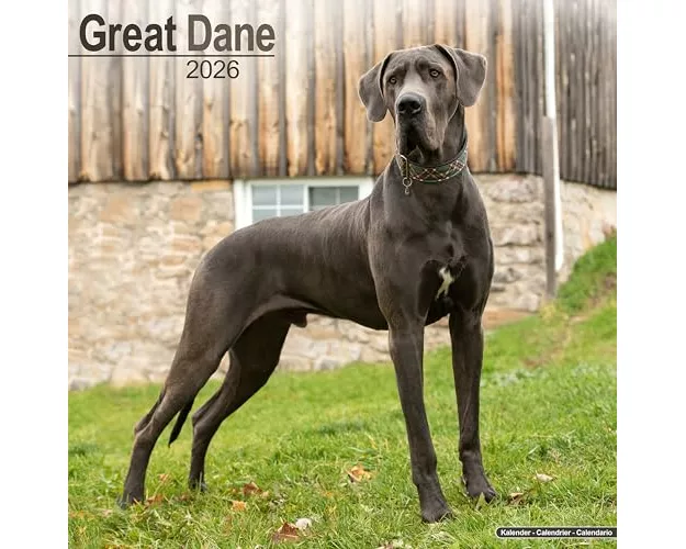 Great Dane (Euro) Calendar 2026 Square Dog Breed Wall Calendar - 16 Month