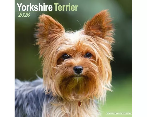 Yorkshire Terrier Calendar 2026 Square Dog Breed Wall Calendar - 16 Month