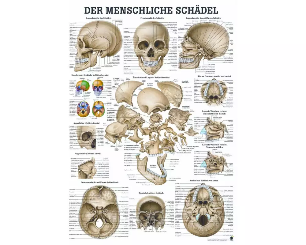 Rüdiger Anatomische Lehrtafel Menschlicher Schädel Deutsch
