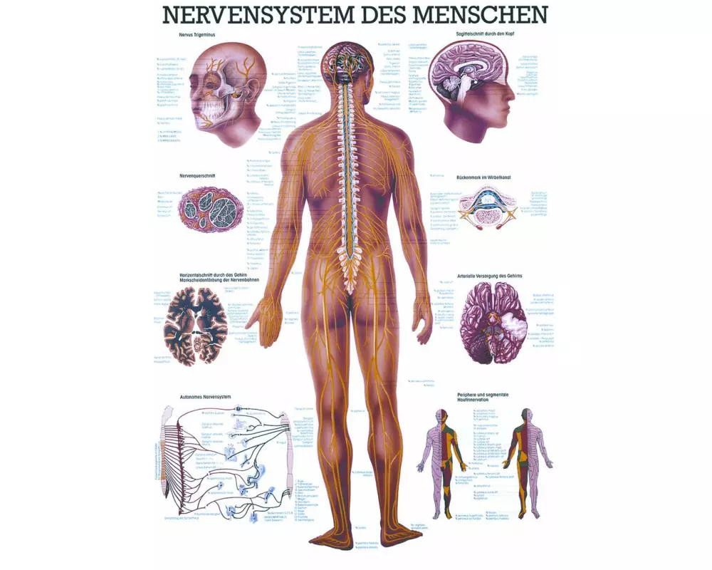 Rüdiger Anatomische Lehrtafel Nervensystem