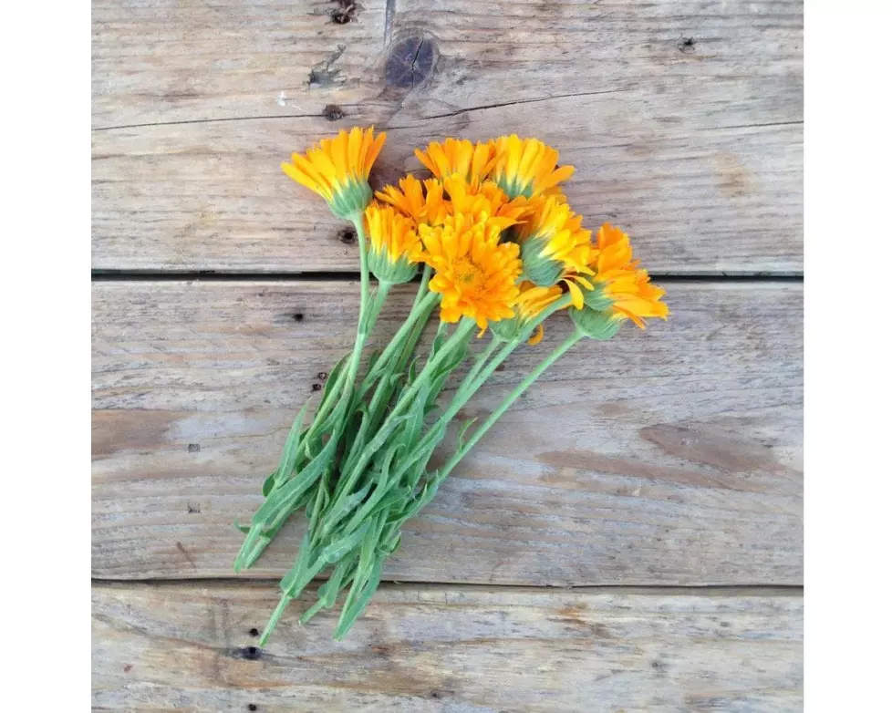 Gorilla Gardening Ringelblume Erfurter Orangefarbige