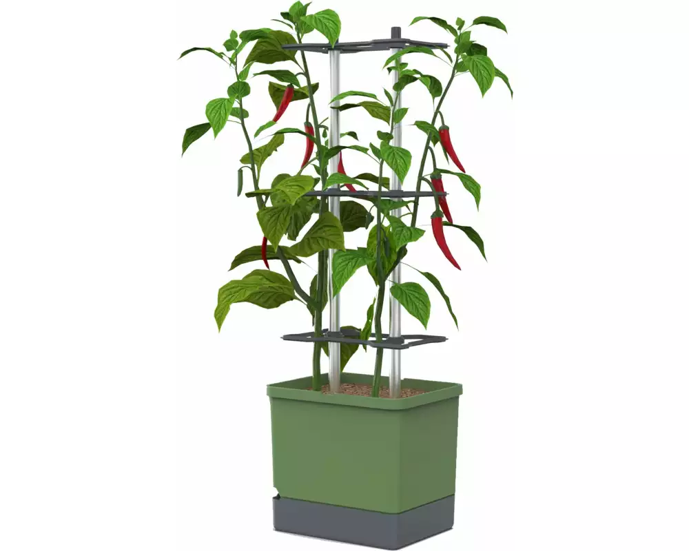Gusta Garden Aufzuchttöpfe Charly Chili XL Dunkelgrün
