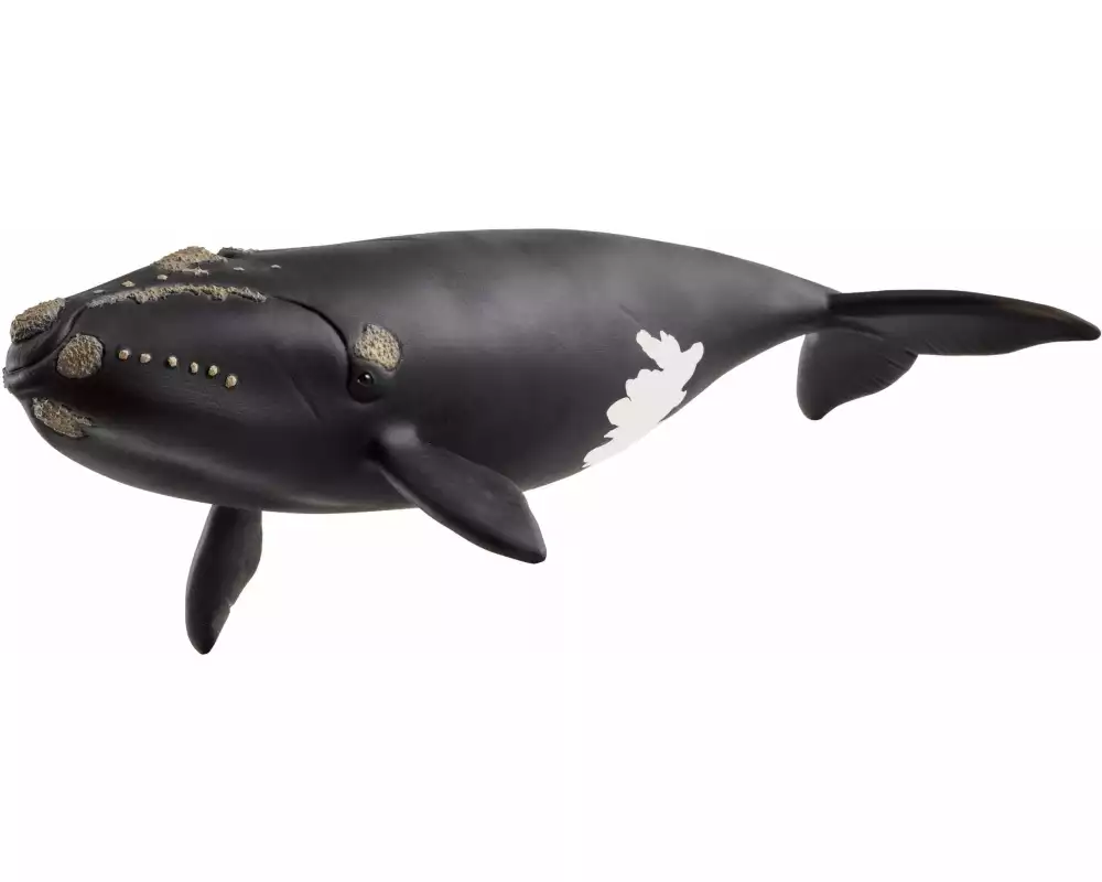 Schleich Spielzeugfigur Wild Life Nordatlantischer Glattwal