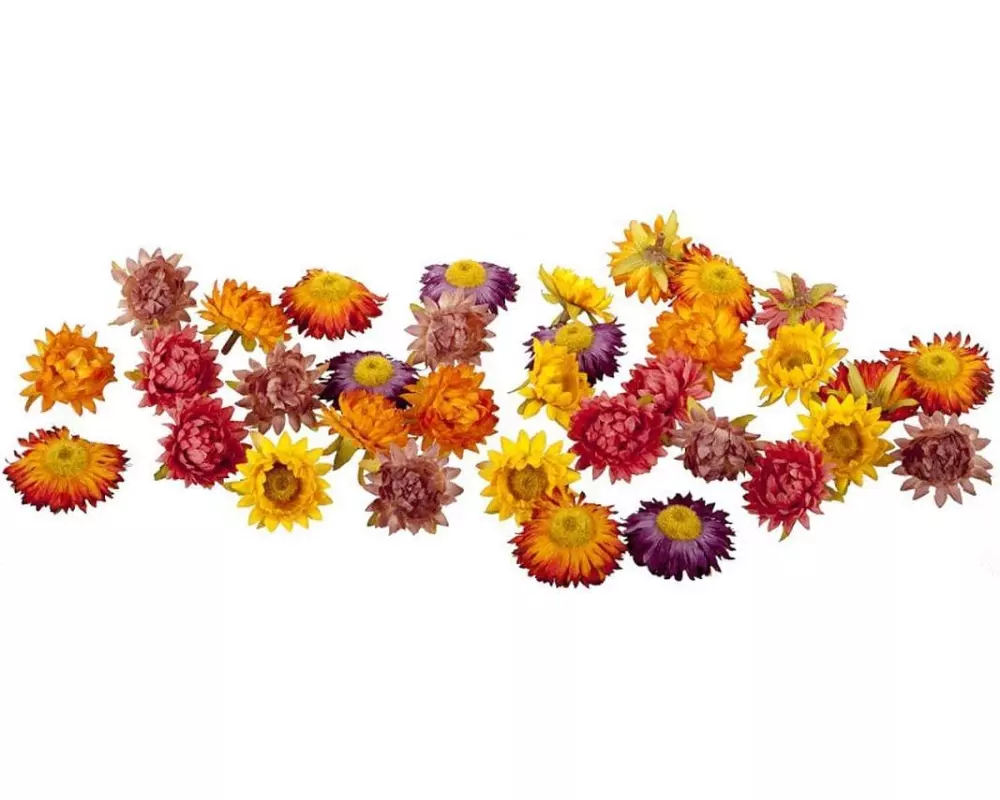 Dekomat AG Kunstblume Strohblüten 36 Stück, Herbstfarben