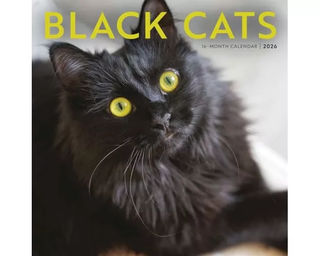 Black Cats Square Wall Sunday Start Cale