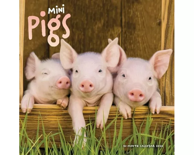 Mini Pigs Square Wall Sunday Start Calen