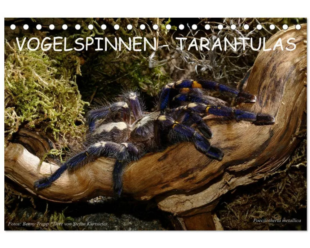 Vogelspinnen - Tarantulas (Tischkalender 2026 DIN A5 quer), CALVENDO Monatskalender