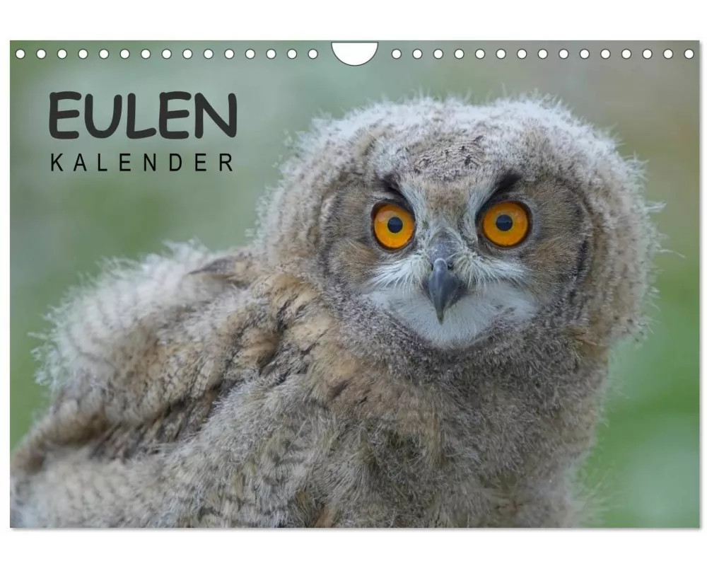 Eulen-Kalender (Wandkalender 2026 DIN A4 quer), CALVENDO Monatskalender