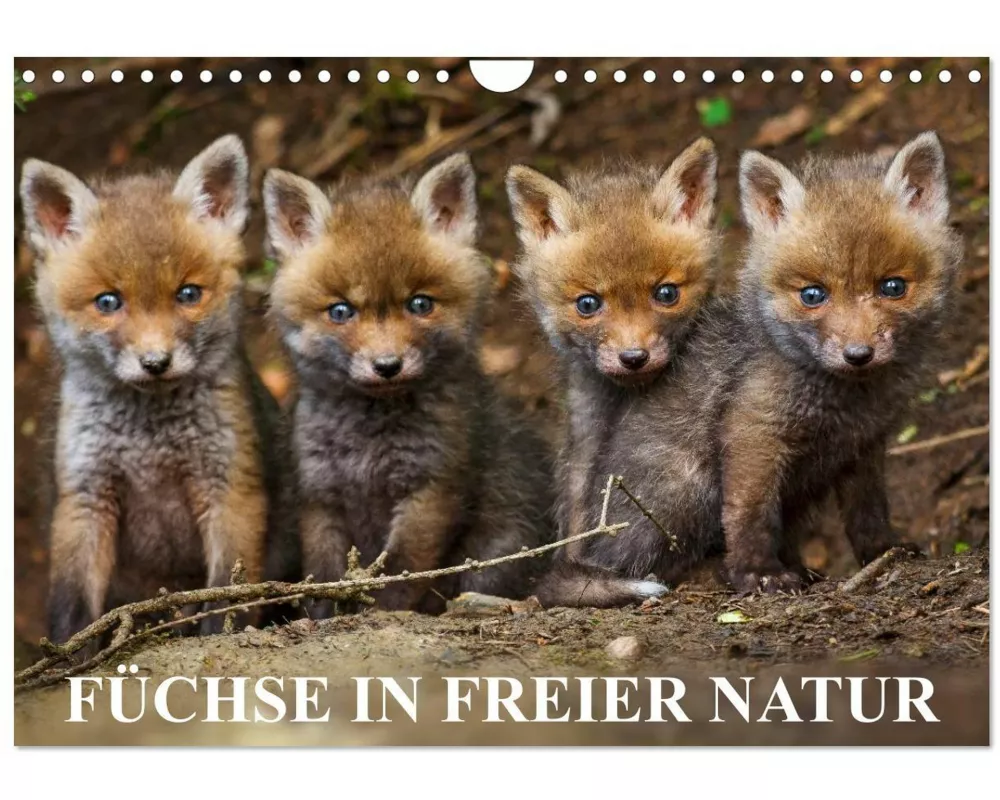Füchse in freier Natur (Wandkalender 2026 DIN A4 quer), CALVENDO Monatskalender