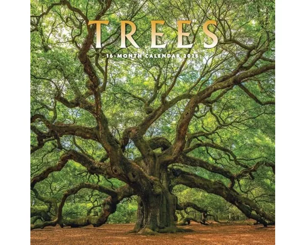 Trees Square Wall Sunday Start Calendar