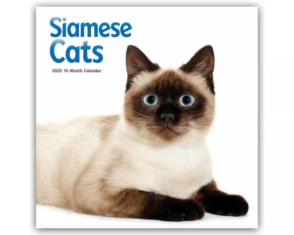 Siamese Cats Square Wall Sunday Start Ca