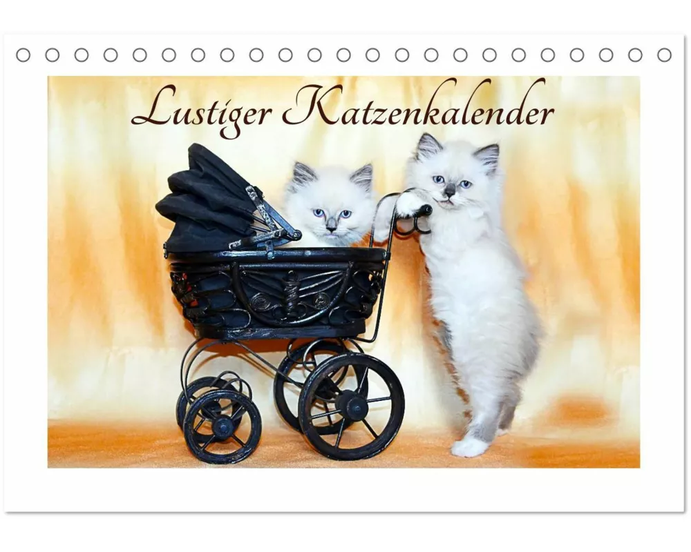 Lustiger Katzenkalender (Tischkalender 2026 DIN A5 quer), CALVENDO Monatskalender