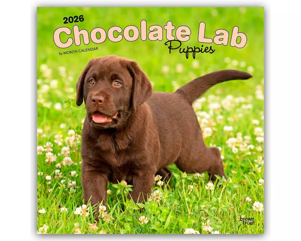 Chocolate Labrador Retriever Puppies - Braune Labrador Retriever Welpen 2026 - 16-Monatskalender