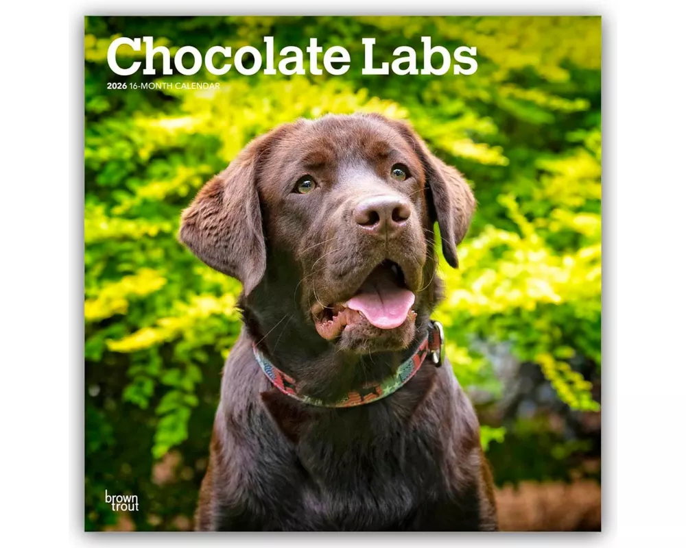 Chocolate Labrador Retriever - Brauner Labrador Retriever 2026 - 16-Monatskalender