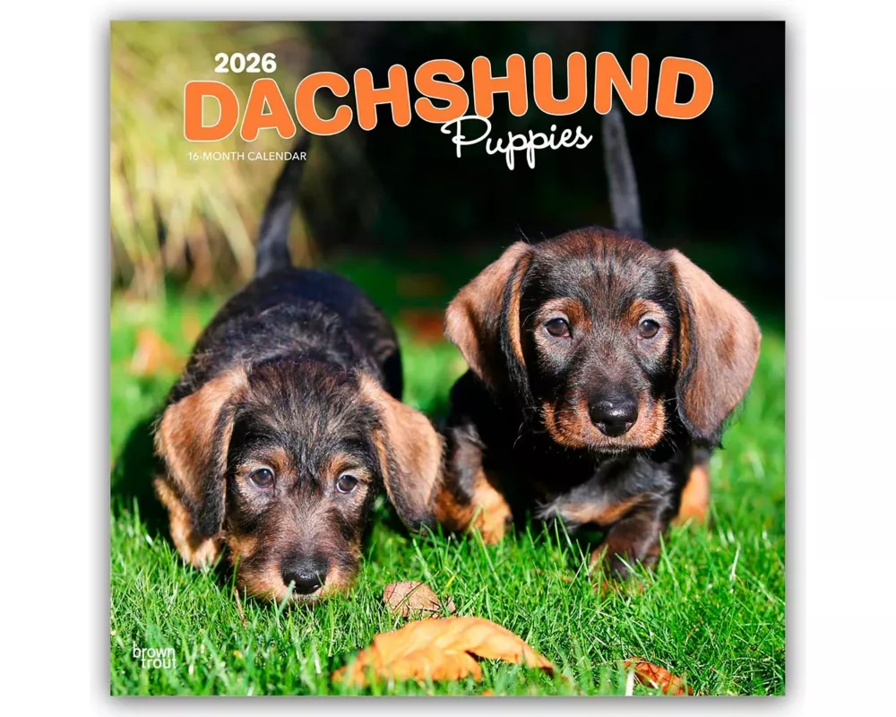 Dachshund Puppies 2026 12 X 24 Inch (Hanging) Monthly Square Wall Calendar Plastic-Free