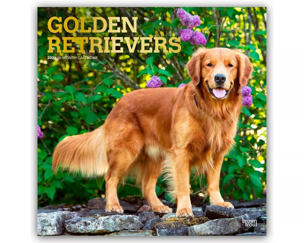 Golden Retrievers - Golden Retriever 2026 - 16-Monatskalender