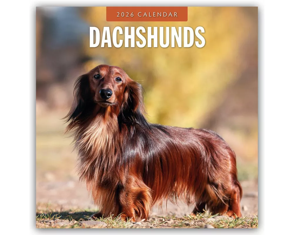 Dachshunds 2026 Square Wall Calendar