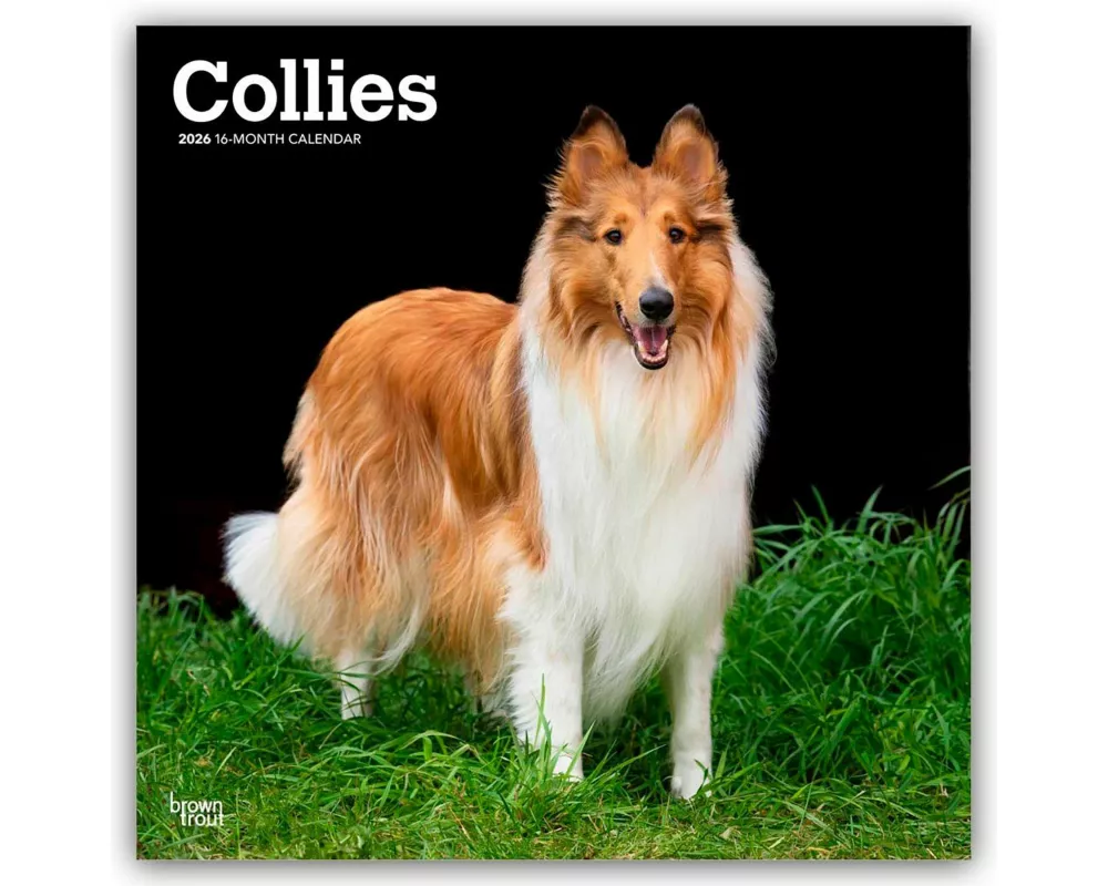 Collies 2026 12 X 24 Inch (Hanging) Monthly Square Wall Calendar Plastic-Free
