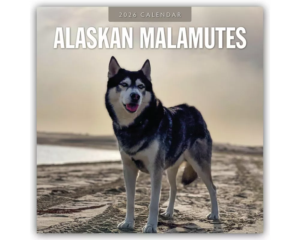 Alaskan Malamutes 2026 Square Wall Calendar