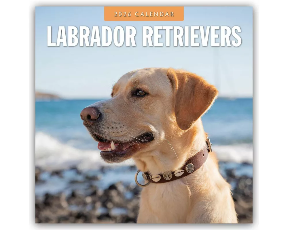 Labrador Retrievers 2026 Square Wall Calendar