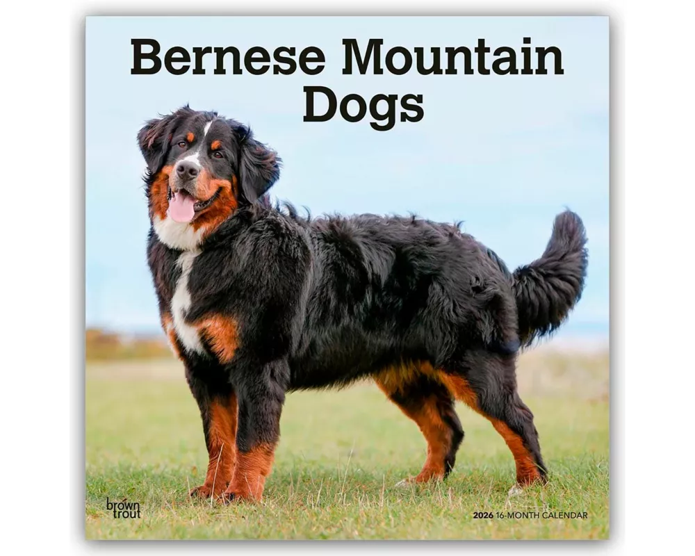 Bernese Mountain Dogs - Berner Sennenhund 2026 - 16-Monatskalender