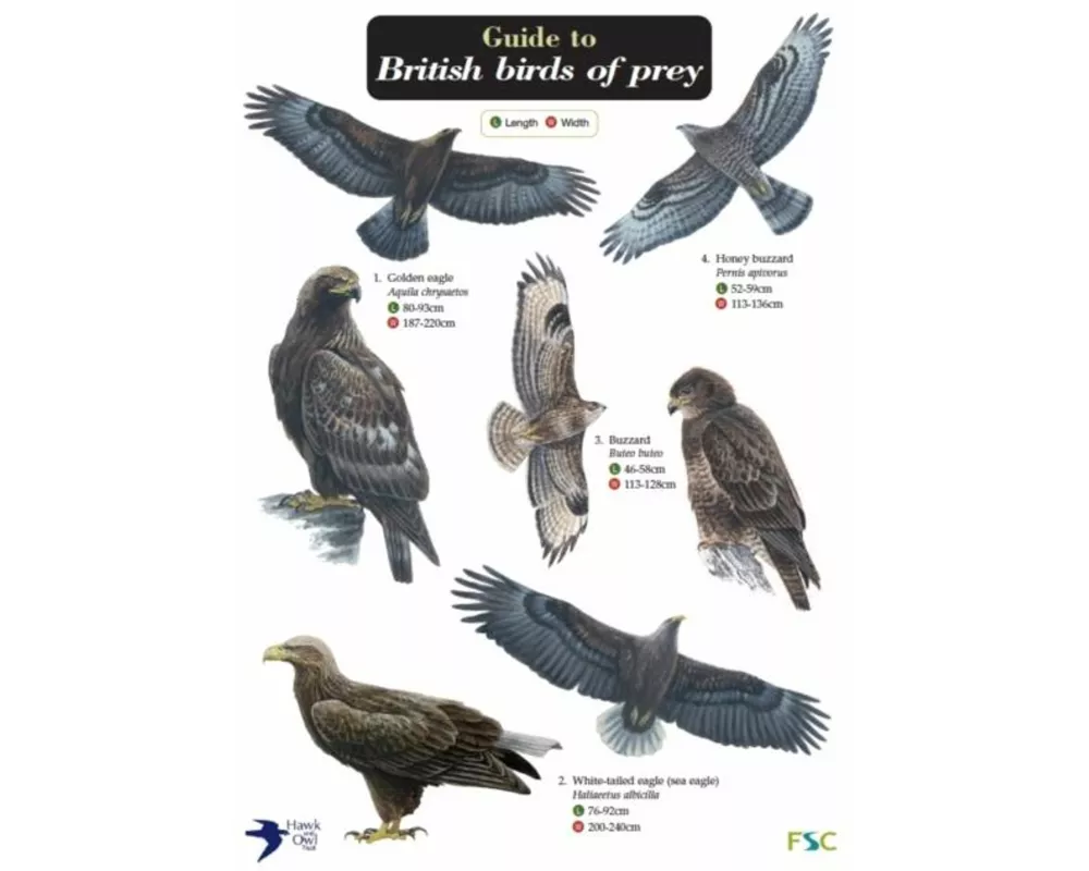 Guide to British Birds of Prey