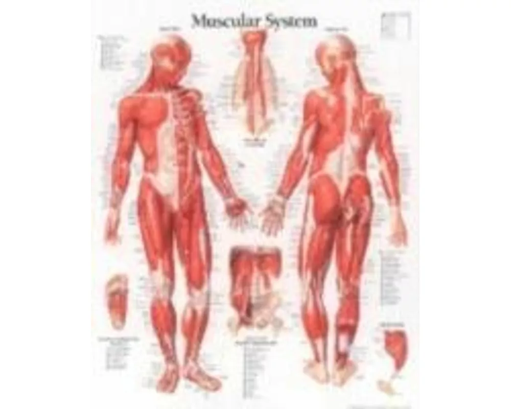 Muscular System with Male Figure Laminated Poster