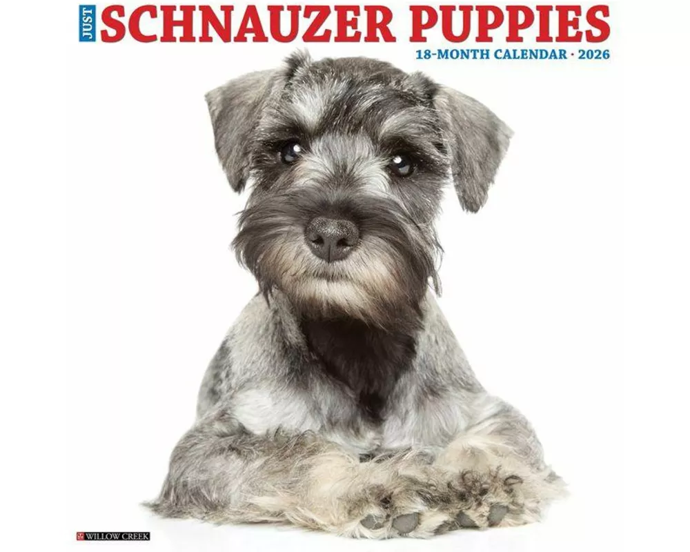 Schnauzer Puppies 2026 12 X 12 Wall Calendar