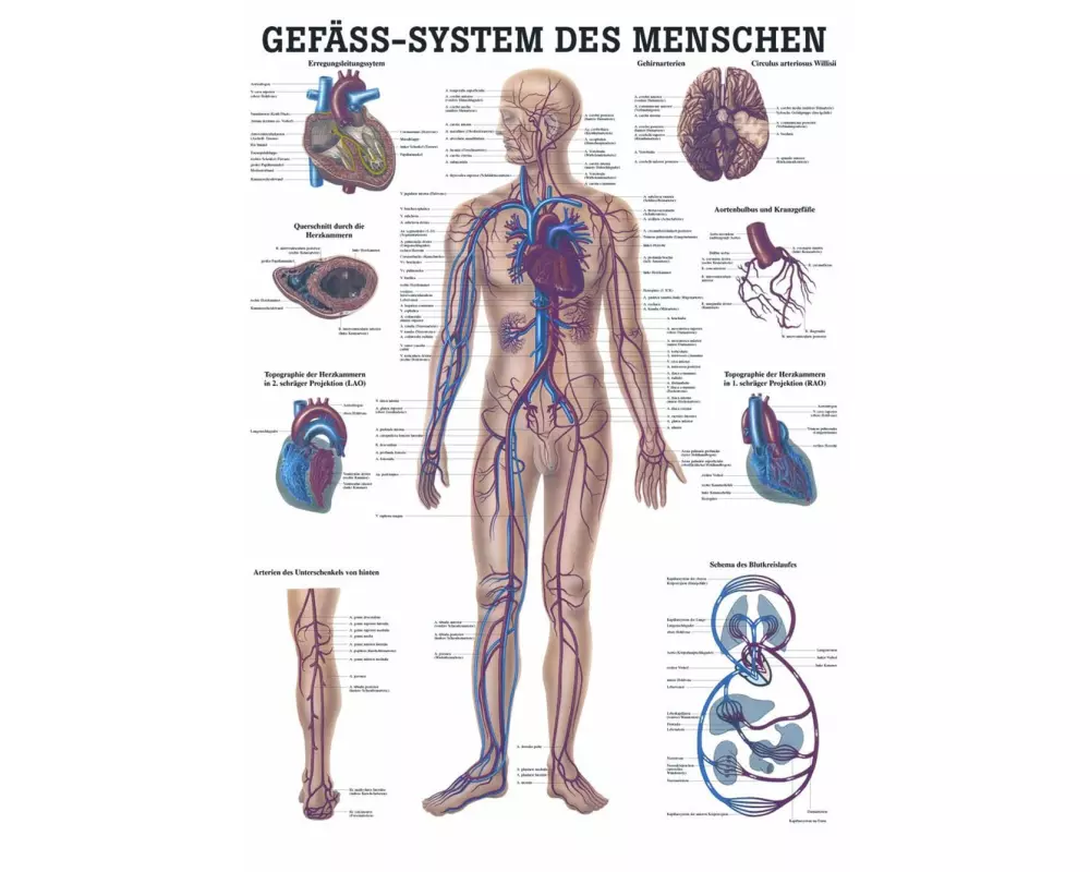 Rüdiger Anatomische Lehrtafel Gefäss-System Deutsch