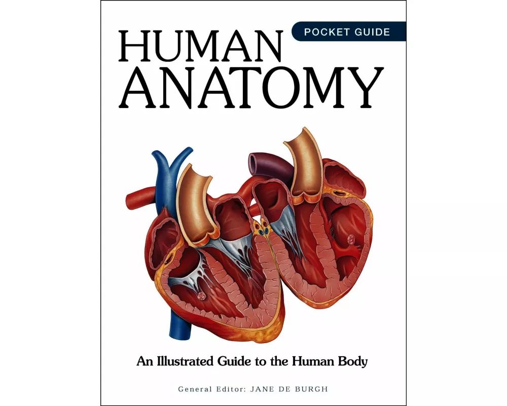 Human Anatomy