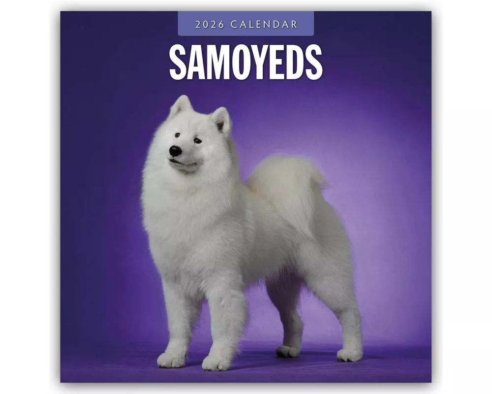Samoyeds 2026 Square Wall Calendar