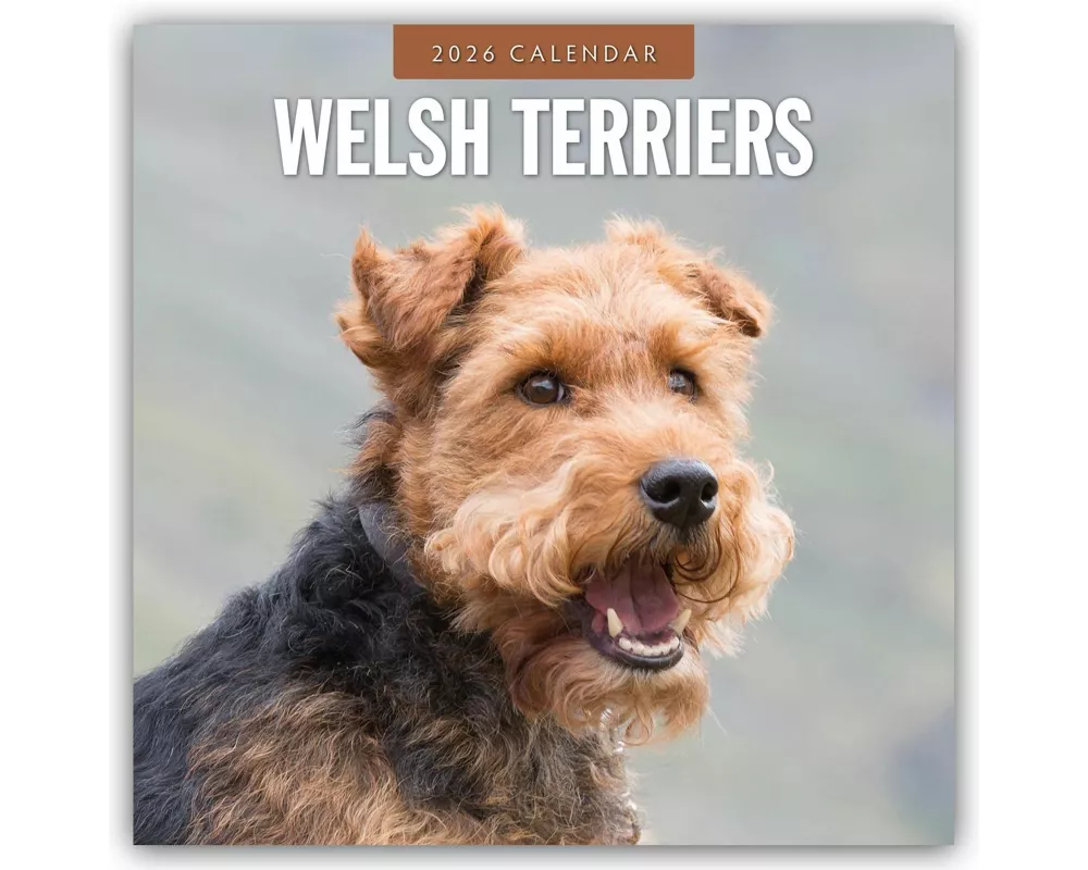 Welsh Terriers 2026 Square Wall Calendar