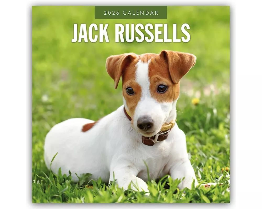 Jack Russells 2026 Square Wall Calendar