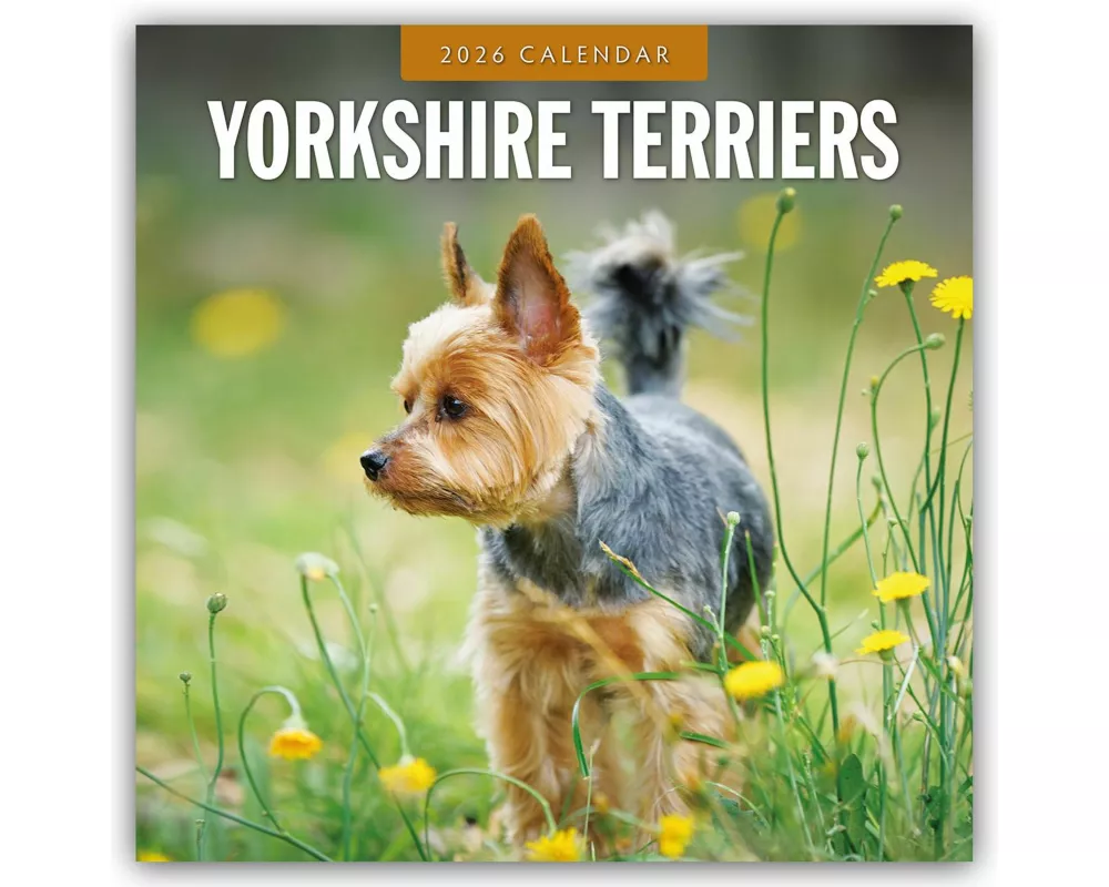 Yorkshire Terriers 2026 Square Wall Calendar