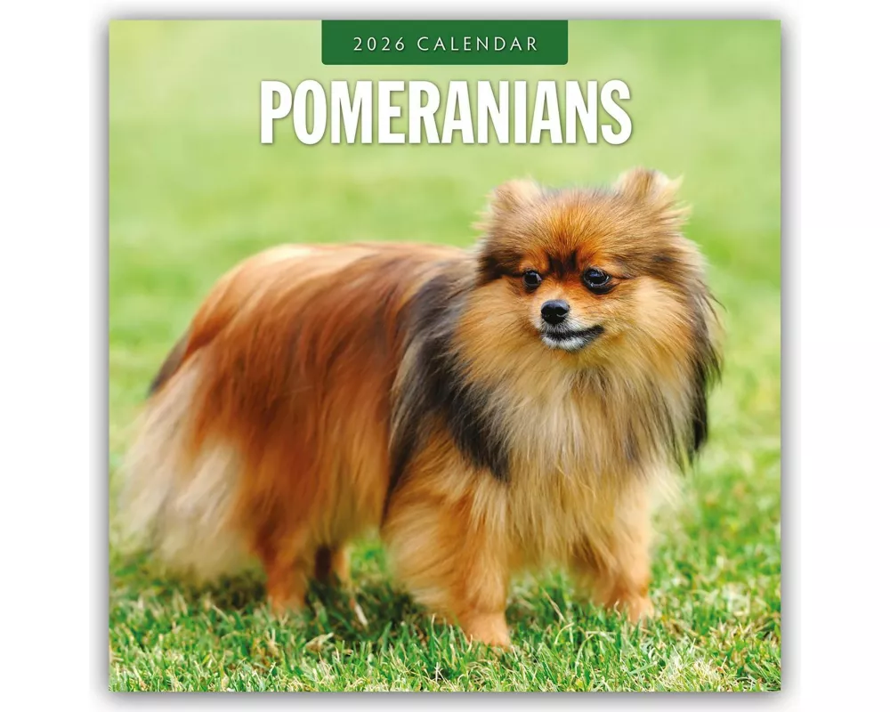 Pomeranians 2026 Square Wall Calendar