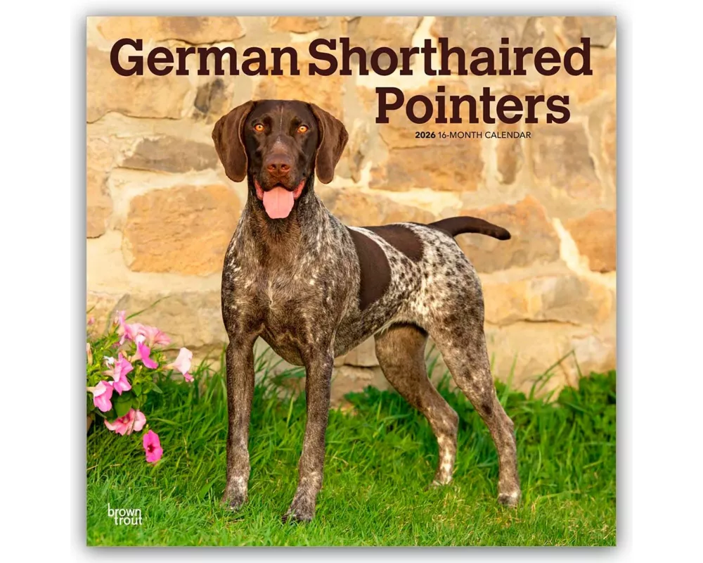 German Shorthaired Pointers 2026 12 X 24 Inch (Hanging) Monthly Square Wall Calendar Plastic-Free