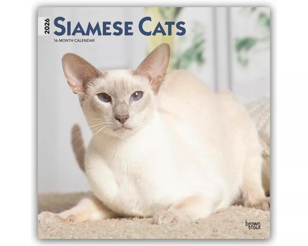 Siamese Cats 2026 12 X 24 Inch (Hanging) Monthly Square Wall Calendar Plastic-Free