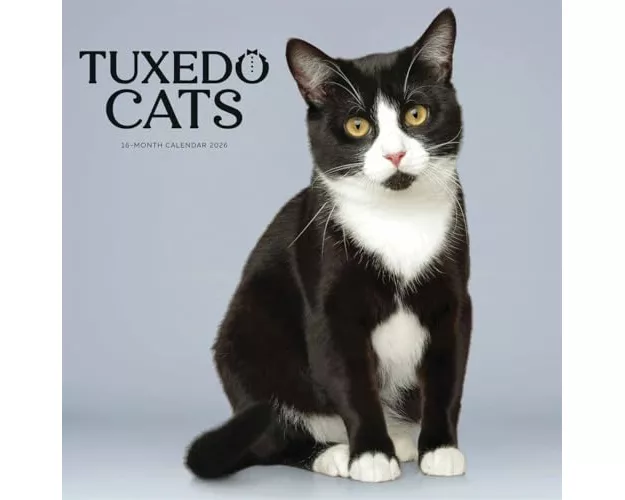 Tuxedo Cats Square Wall Sunday Start Cal