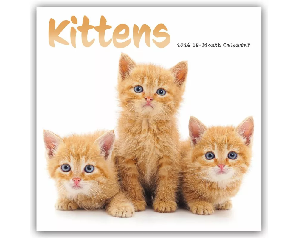 Kittens Square Wall Sunday Start Calenda