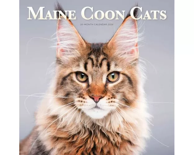 Maine Coon Cats Square Wall Sunday Start