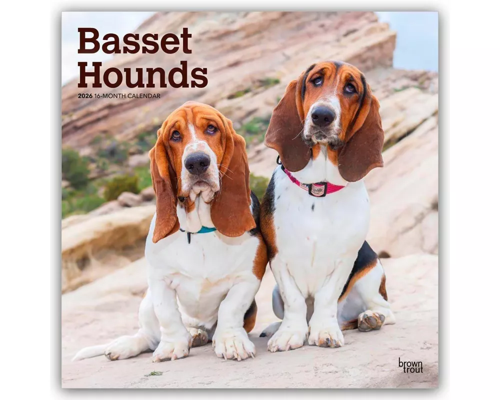 Basset Hounds 2026 - 16-Monatskalender