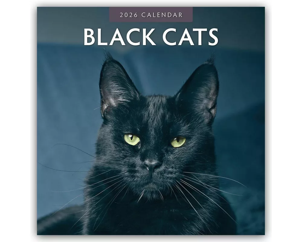 Black Cats 2026 Square Wall Calendar