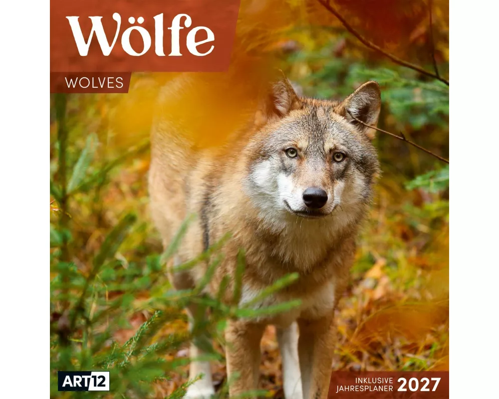 Wölfe Kalender 2027 - 30x30 - Art12